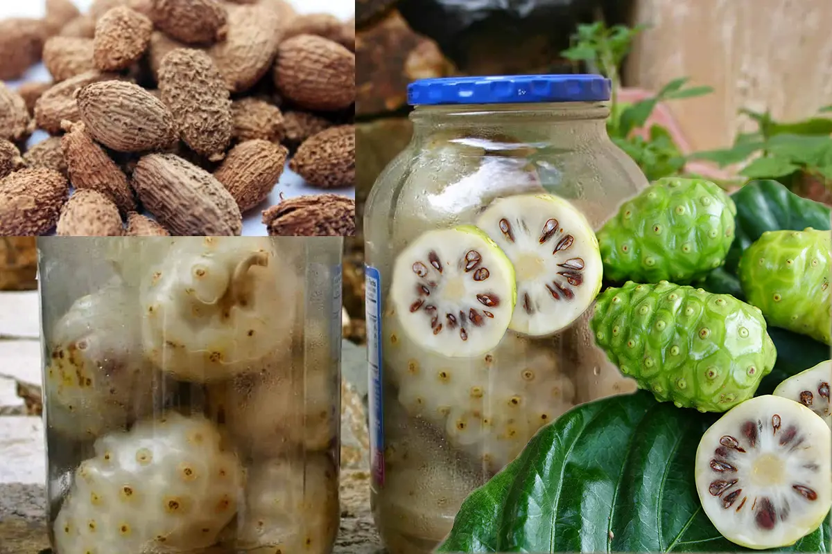 Cách ngâm rượu trái nhàu với sa nhân / thảo dược