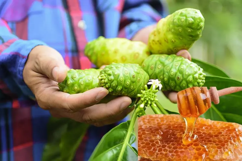 Cách ngâm rượu trái nhàu với mật ong